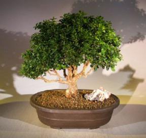 Japanese Kingsville Boxwood Bonsai Tree<br><i>(buxus microphylla compacta)</i>