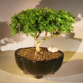 Japanese Kingsville Boxwood Bonsai Tree<br><i>(buxus microphylla compacta)</i>