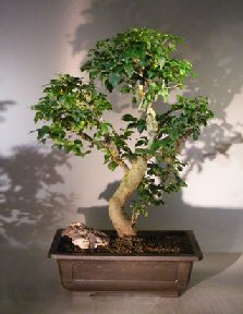 Flowering Ligustrum Bonsai Tree <br><i>(ligustrum lucidum)</i>