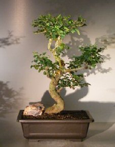 Flowering Ligustrum Bonsai Tree<br><i> (ligustrum lucidum)</i>