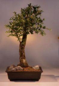 Cork Bark Elm Bonsai Tree<br><i>(ulmus neri)</i>