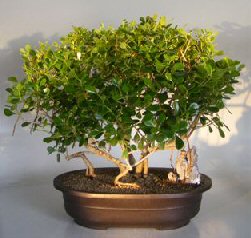 Flowering Tropical Dwarf Apple Bonsai Tree<br>Banyan Style<br><i>(clusia rosea 'nana')</i>