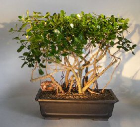 Flowering Tropical Dwarf Apple Bonsai Tree<br>Banyan Style<br><i>(clusia rosea 'nana')</i>