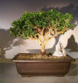 Japanese Kingsville Boxwood Bonsai Tree<br><i>(buxus microphylla compacta)</i>