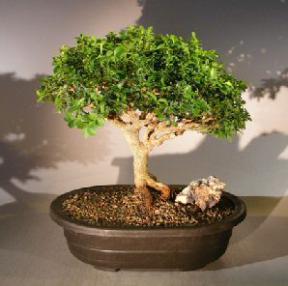 Japanese Kingsville Boxwood Bonsai Tree<br><i>(buxus microphylla compacta)</i>