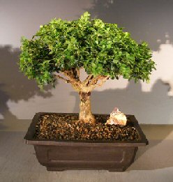 Japanese Kingsville Boxwood Bonsai Tree<br><i>(buxus microphylla compacta)</i>