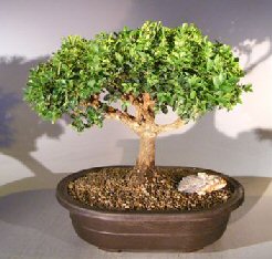 Japanese Kingsville Boxwood Bonsai Tree<br><i>(buxus microphylla compacta)</i>