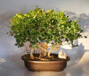 Flowering Tropical Dwarf Apple Bonsai Tree<br>Banyan Style<br><i>(clusia rosea 'nana')</i>