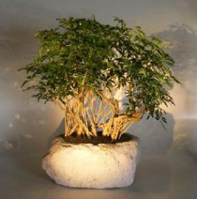 Hawaiian Umbrella Bonsai Tree<br>Banyan Style in Lava Rock<br><i> (arboricola schfflera)</i>