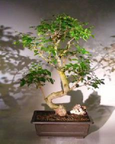 Flowering Ligustrum Bonsai Tree<br>Curved Trunk and Tiered Branching Style<br><i>(ligustrum lucidum)</i>