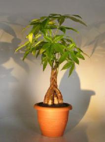 Money Bonsai Tree - Braided Trunk<br><i>(pachira aquatica)</i>