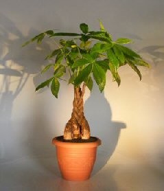 Money Bonsai Tree - Braided Trunk<br><i>(pachira aquatica)</i>