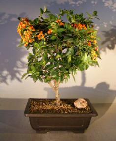 Flowering Pyracantha Bonsai Tree<br><i>(coccinea 'Lalandii' )</i>