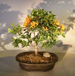 Flowering Pyracantha Bonsai Tree<br><i>(coccinea 'Lalandii' )</i>