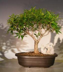 Willow Leaf Ficus Bonsai Tree<br><i>(Ficus Nerifolia/Salisafolia)</i>