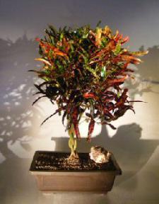 Croton Bonsai Tree<br>Braided Trunk Style<br><i>(codiaeum variegatum)</i>