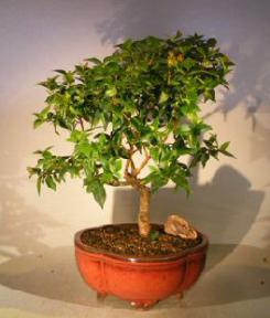 Flowering Surinam Cherry Bonsai Tree<br><i>(eugenia uniflora)</i>