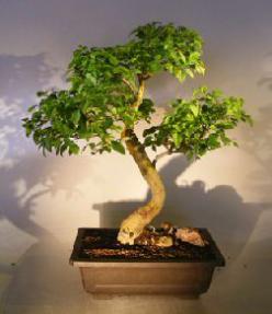 Flowering Ligustrum Bonsai Tree<br>Curved Trunk and Tiered Branching Style<br><i>(ligustrum lucidum)</i>