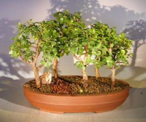 Baby Jade Bonsai Tree Five Tree Forest Group<br><i>(Portulacaria Afra)</i>