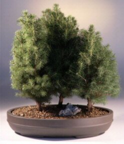 Alberta Spruce Bonsai Tree Bonsai Tree<br><i>(picea glauca conica)</i>