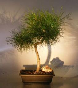 Japanese Black Pine Bonsai Tree<br>Curved Trunk Style<br><i>(pinus thunbergii)</i>