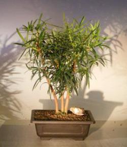 Flowering Podocarpus Bonsai Tree<br>Forest Group<br><i>(podocarpus macrophyllus)</i>