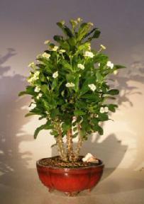 Flowering Crown of Thorns Bonsai Tree - Cream / Yellow<br><i>(euphorbia milii)</i>