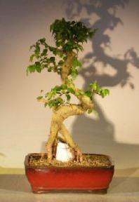 Flowering Ligustrum Bonsai Tree<br>Root Over Rock Style<br><i>(ligustrum lucidum)</i>
