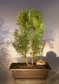 Flowering Rosemary<br>Double Bonsai Tree<br><i>(rosmarinus officinalis)</i>