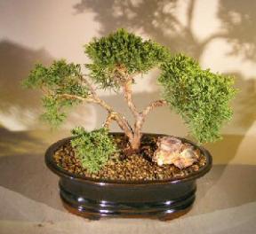 Shimpaku Juniper Bonsai Tree<br>Trained - Pom-Pom Style<br><i>(juniper chinensis)</i>