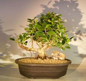 Green Emerald Ficus Bonsai Tree<br>Banyan Style<br><i>(ficus microcarpa)</i>