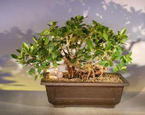 Green Emerald Ficus Bonsai Tree<br>Banyan Style<br><i>(ficus microcarpa)</i>