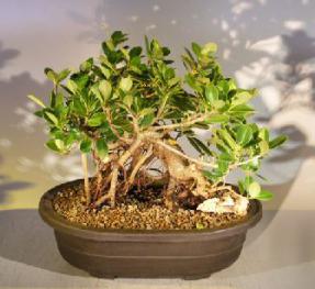 Green Emerald Ficus Bonsai Tree<br>Banyan Style<br><i>(ficus microcarpa)</i>