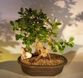 Green Emerald Ficus Bonsai Tree<br>Banyan Style<br><i>(ficus microcarpa)</i>
