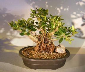 Green Emerald Ficus Bonsai Tree<br>Banyan Style<br><i>(ficus microcarpa)</i>