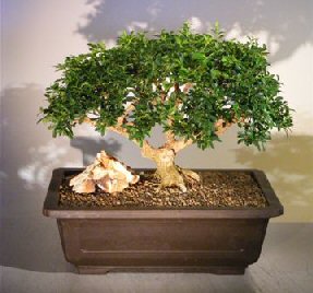 Japanese Kingsville Boxwood Bonsai Tree<br><i>(buxus microphylla compacta)</i>