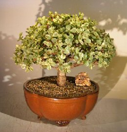 Baby Jade Bonsai Tree - Variegated<br><i>(portulacaria afra variegata)</i>