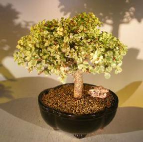 Baby Jade Bonsai Tree - Variegated<br><i>(portulacaria afra variegata)</i>