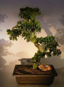 Flowering Fukien Tea Bonsai Tree<br><i>(ehretia microphylla)</i>