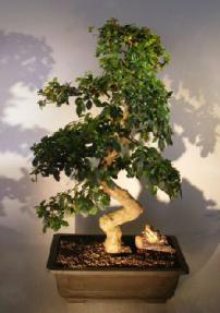 Flowering Fukien Tea Bonsai Tree<br><i>(ehretia microphylla)</i>