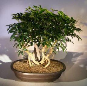 Hawaiian Umbrella Bonsai Tree<br>Banyan Style<br><i>(arboricola schfflera)</i>