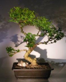 Flowering Ligustrum Bonsai Tree<br>Curved Trunk and Tiered Branching Style<br><i>(ligustrum lucidum)</i>