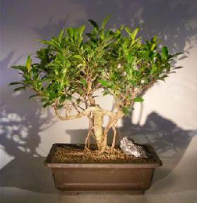 Ficus Retusa Bonsai Tree<br>Banyan Style<br><i>(ficus retusa)</i>