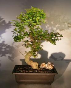 Flowering Ligustrum Bonsai Tree<br><i></i>Curved Trunk & Tiered Branching Style<br><i></i>(ligustrum lucidum)