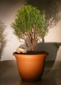 Flowering Rosemary Bonsai Tree<br><i>(rosmarinus officinalis)</i>