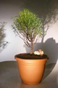 Flowering Rosemary Bonsai Tree<br><i>(rosmarinus officinalis)</i>