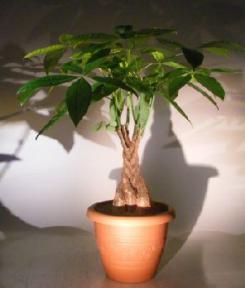 Money Bonsai Tree - Braided Trunk<br><i>(pachira aquatica)</i>