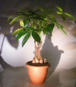 Money Bonsai Tree - Braided Trunk<br><i>(pachira aquatica)</i>