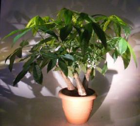 Money Bonsai Tree<br>Three(3) Tree Forest Group<br><i>(pachirea aquatica)</i>