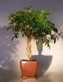 Hawaiian Umbrella Bonsai Tree<br>Braided Trunk<br><i>(arboricola schfflera)</i>